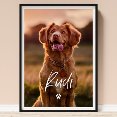 fotoposter hund poster von meinem hund
